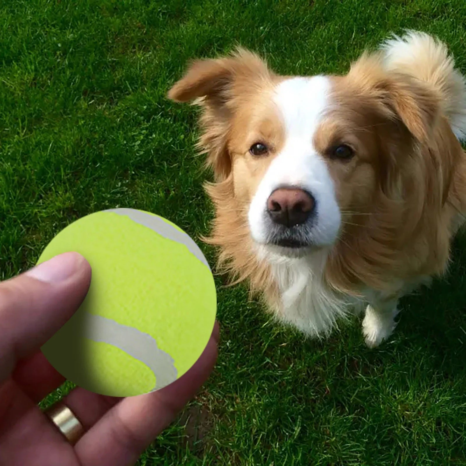 MerryPaws™ – Calendario de Adviento para Perros